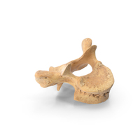 Thoracic Vertebrae PNG & PSD Images