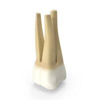 Human Upper First Molar PNG & PSD Images