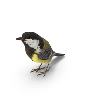 Great Tit PNG & PSD Images