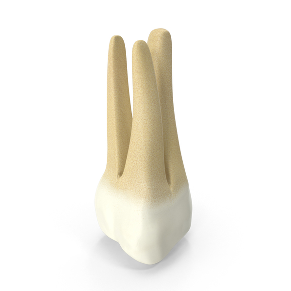 Human Upper Second Molar PNG & PSD Images