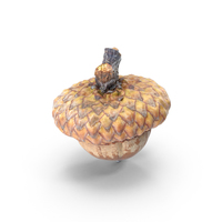 Acorn Straight PNG & PSD Images