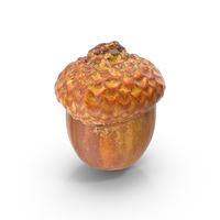 Acorn Straight PNG & PSD Images