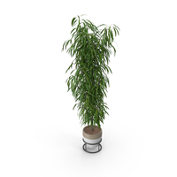 Potted Plant PNG & PSD Images