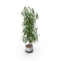 Potted Plant PNG & PSD Images
