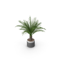 Potted Plant PNG & PSD Images