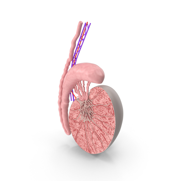 Testicle Anatomy PNG & PSD Images