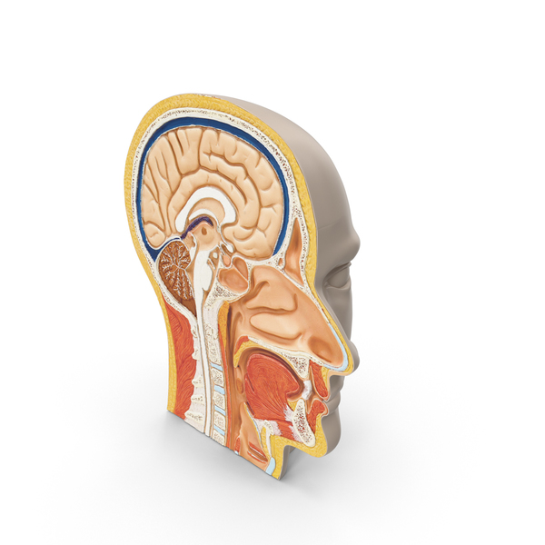 Human Head Cross Section PNG & PSD Images