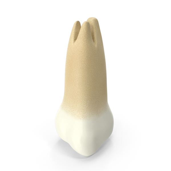 Human Upper Third Molar PNG & PSD Images