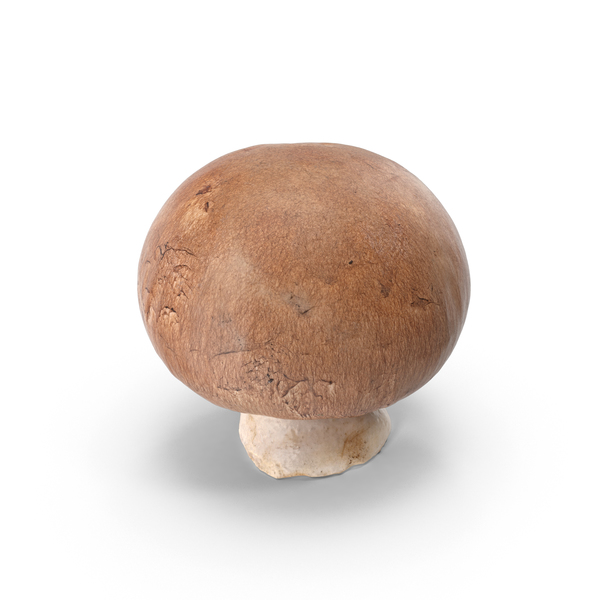 克里米诺蘑菇PNG和PSD图像