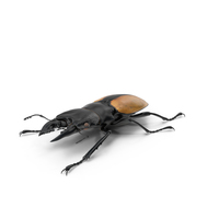 Giant Stag Beetle Odontolabis Ludekingi PNG & PSD Images