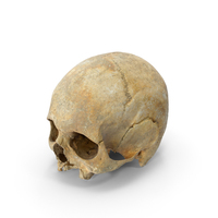 人体颅骨颅骨与麻风PNG和PSD图像