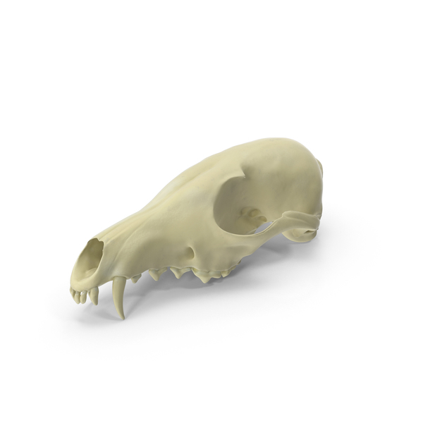 Red Fox Skull PNG & PSD Images