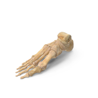 Human Foot Bones Anatomy PNG & PSD Images