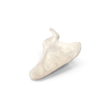 Human Scapula Bone PNG & PSD Images