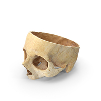 Human Skull Cranial Cut PNG & PSD Images