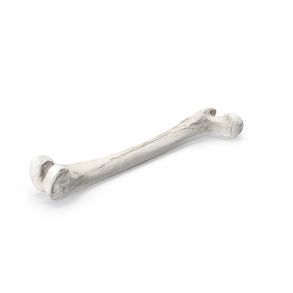 Human Femur Bone PNG & PSD Images