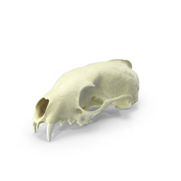 White Breasted Marten Skull PNG & PSD Images