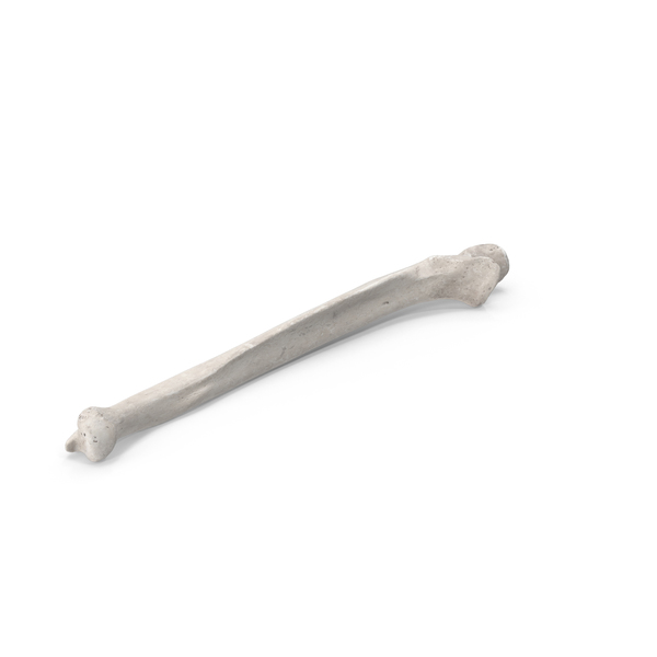 Human Ulna Bone White PNG & PSD Images