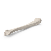 Human Tibia Bone PNG & PSD Images