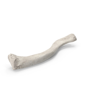 Human Clavicle Bone PNG & PSD Images