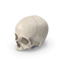 Human Skull White PNG & PSD Images