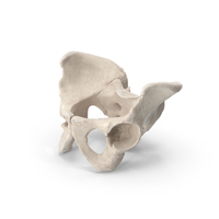 Human Male Pelvic Bones PNG & PSD Images