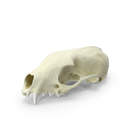 Beech Marten Skull PNG & PSD Images