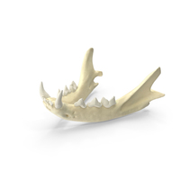 Domestic Cat Jaw PNG & PSD Images