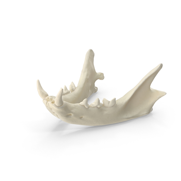 Domestic Cat Jaw Bone PNG & PSD Images