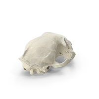 Domestic Cat Skull PNG & PSD Images