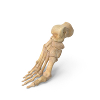 Human Foot Bones Anatomy Bent Pose PNG & PSD Images