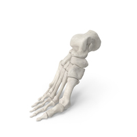 Human Foot Bones Anatomy Bent Pose White PNG & PSD Images