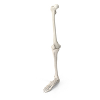 Human Leg Bones Anatomy White PNG & PSD Images