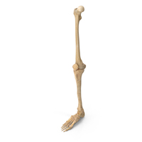 Human Leg Bones PNG & PSD Images