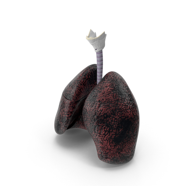 Respiratory System Smokers Lungs Stage Heavy PNG & PSD Images