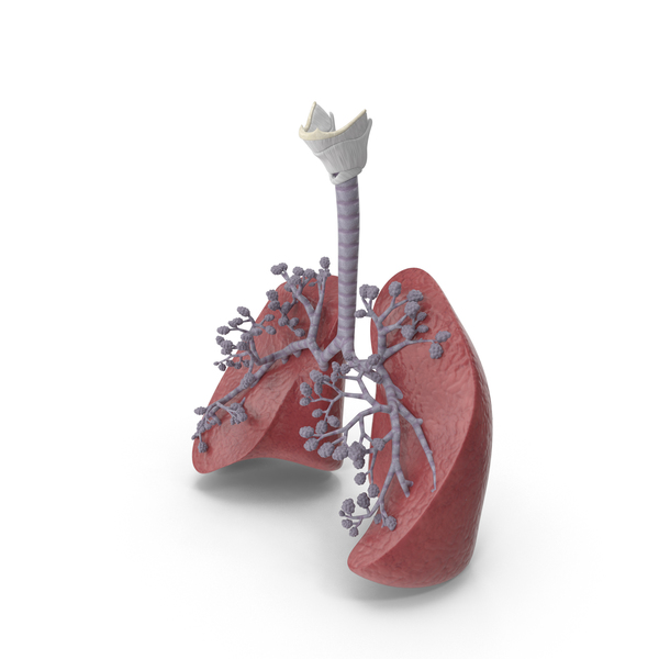 Respiratory System And Alveoli PNG & PSD Images