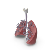 Respiratory System And Alveoli PNG & PSD Images