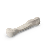 Second Metatarsal Bone PNG & PSD Images