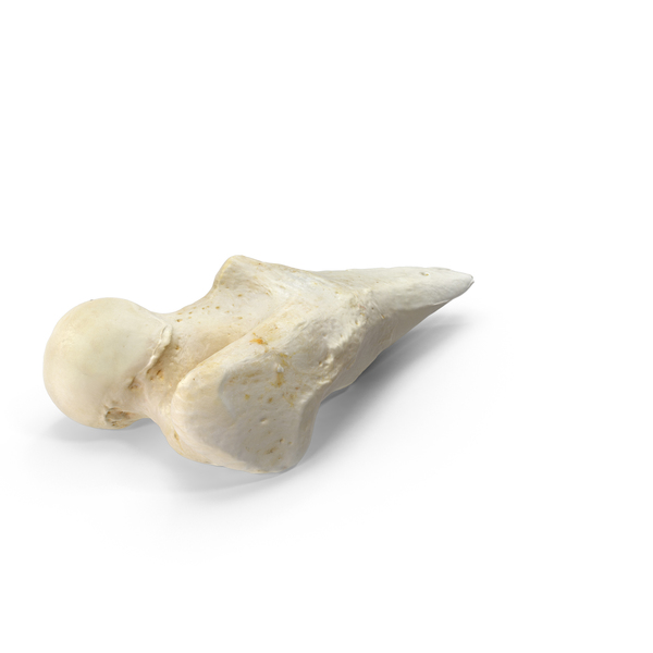 Dog Thigh Bone Femur Fractured PNG & PSD Images