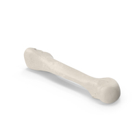 Third Metatarsal Bone White PNG & PSD Images