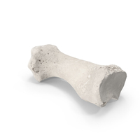First Metatarsal Bone White PNG & PSD Images
