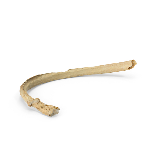 Costae Verae Rib PNG & PSD Images