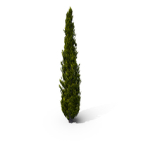 ITALIAN CYPRESS PNG & PSD Images