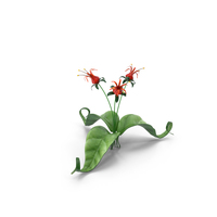 Red Flowers PNG & PSD Images