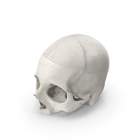 Human Skull Cut With Piece PNG & PSD Images