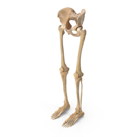 Human Legs and Pelvis Bones PNG & PSD Images