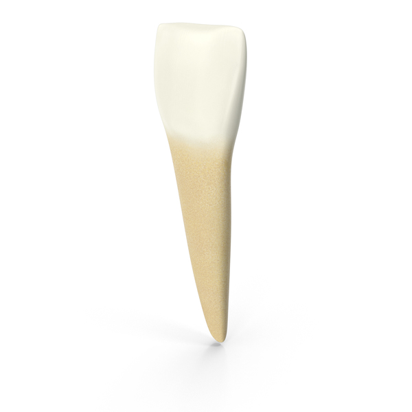 Human Teeth Lower Central Incisor PNG & PSD Images
