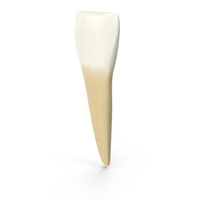Human Teeth Lower Central Incisor PNG & PSD Images