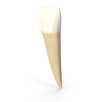 Human Teeth Lower Lateral Incisor PNG & PSD Images