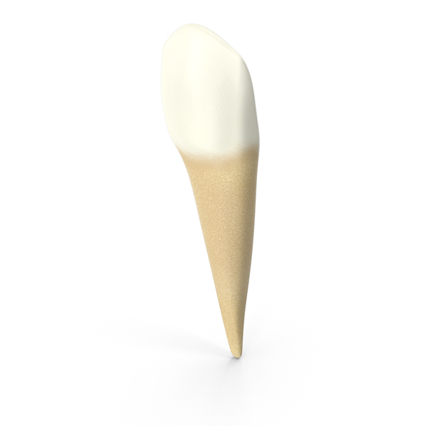 Human Teeth Lower Canine PNG & PSD Images